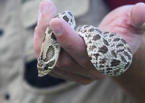 What Happens to Snakes in the Winter | Credit Valley Conservation - Credit  Valley Conservation